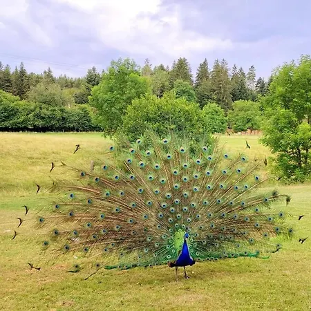 4 * Avec Bain Finlandais Et Parc Animalier