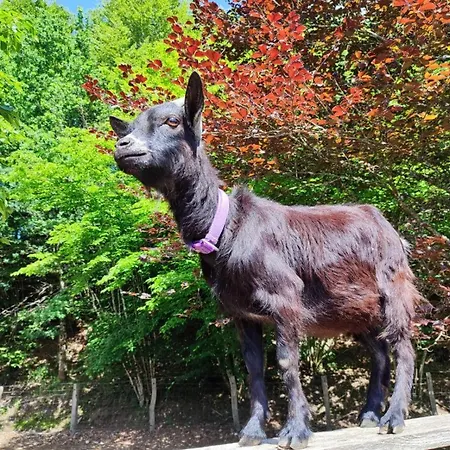 4 * Avec Bain Finlandais Et Parc Animalier Hébergement de vacances