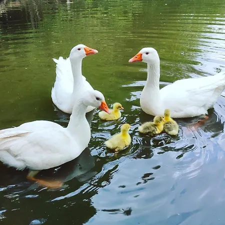 4 * Avec Bain Finlandais Et Parc Animalier Hébergement de vacances Saint-Nabord
